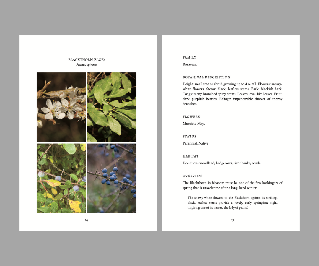 Forage in Autumn: The Food and Medicine of Britain’s Wild Plants