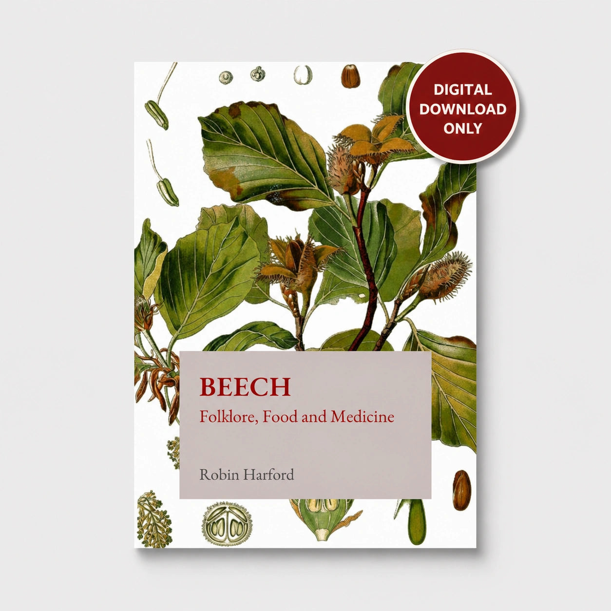 Beech: Folklore, Food and Medicine