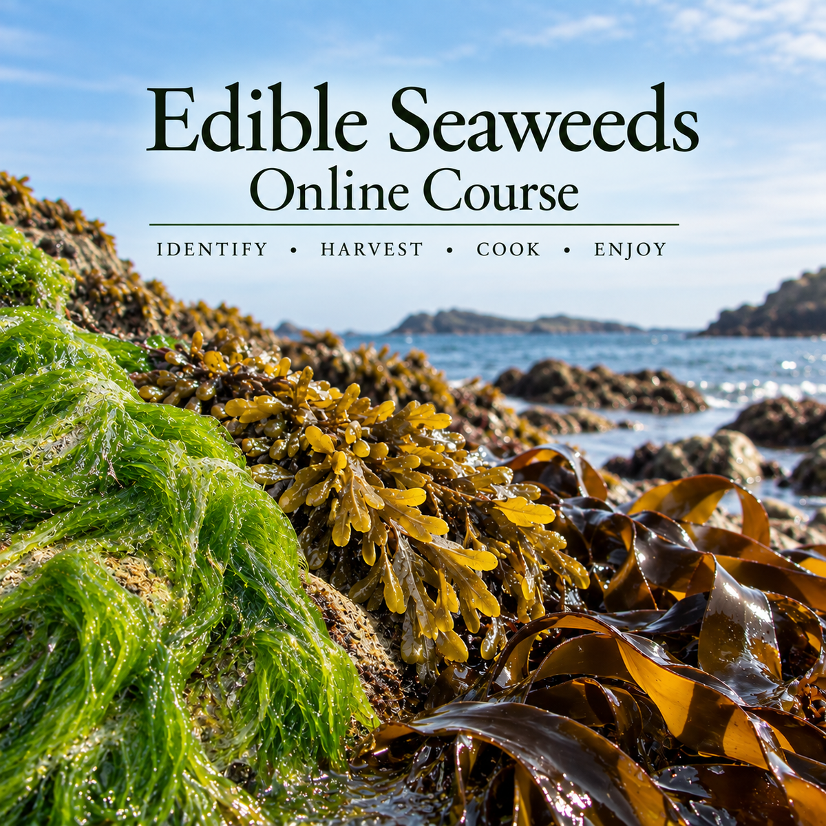 Edible Seaweeds