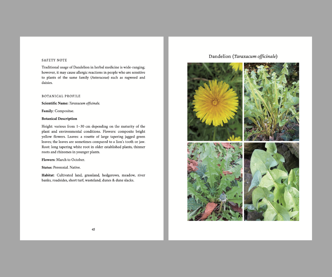 Forage In Spring: The Food and Medicine of Britain’s Wild Plants