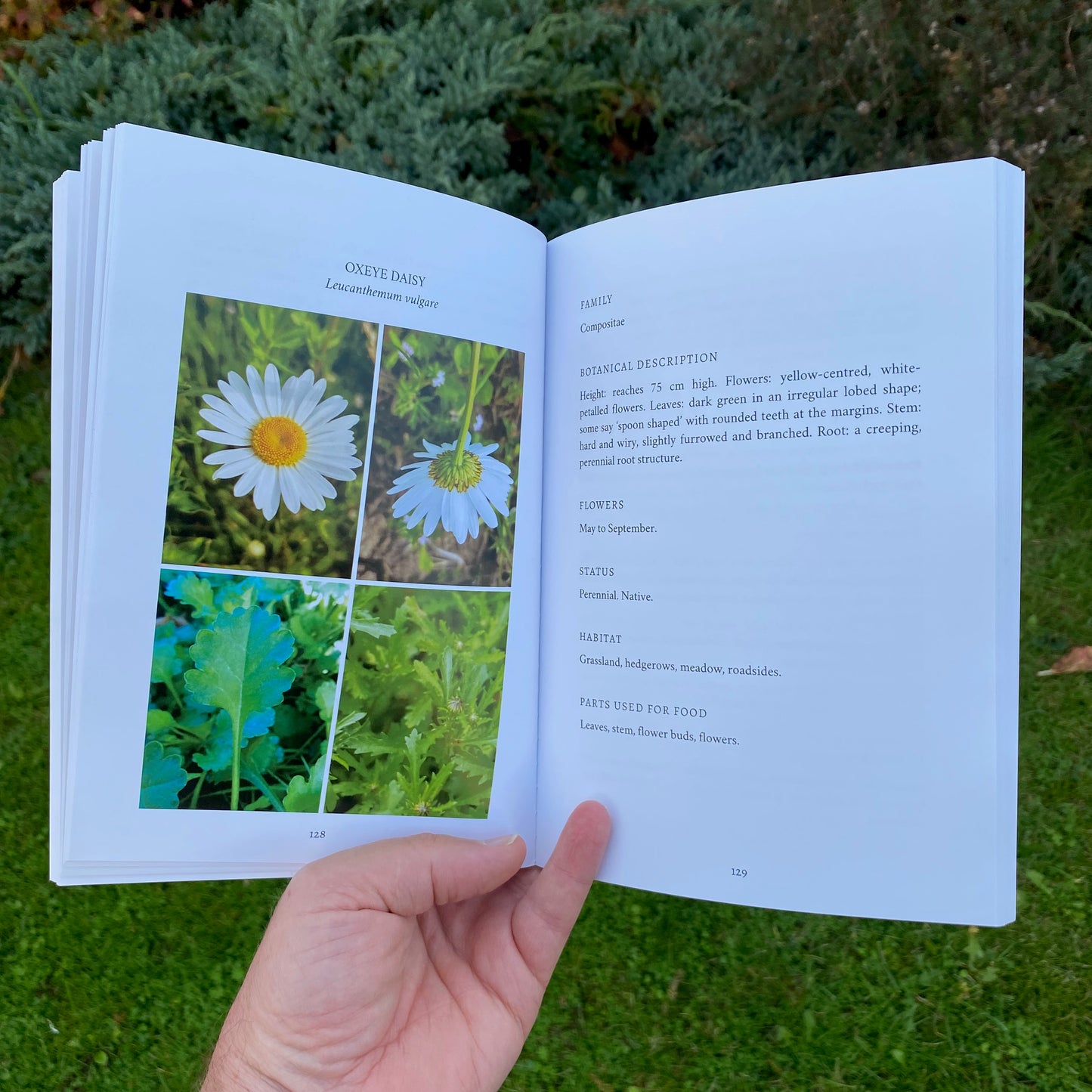 Edible and Medicinal Wild Plants of Britain and Ireland