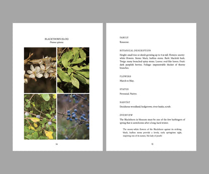 The Eatweeds Seasonal Collection