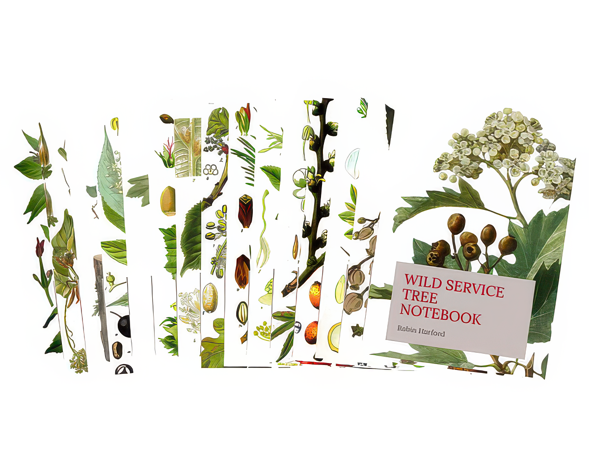 Tree and Shrub Notebook Collection: Folklore, Food, and Medicine
