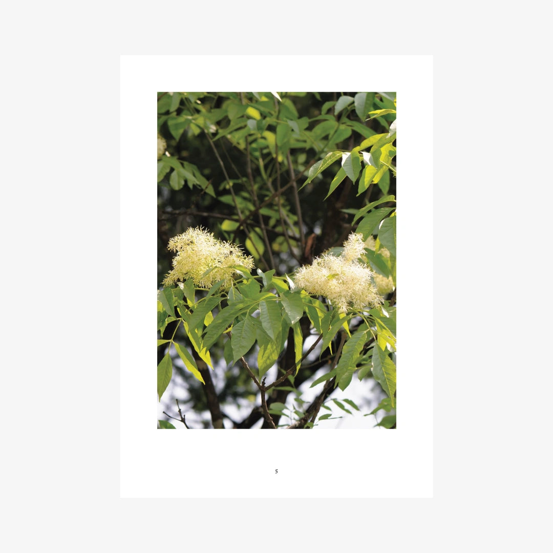 The Complete Tree and Shrub Notebook Collection