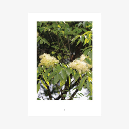 The Complete Tree and Shrub Notebook Collection