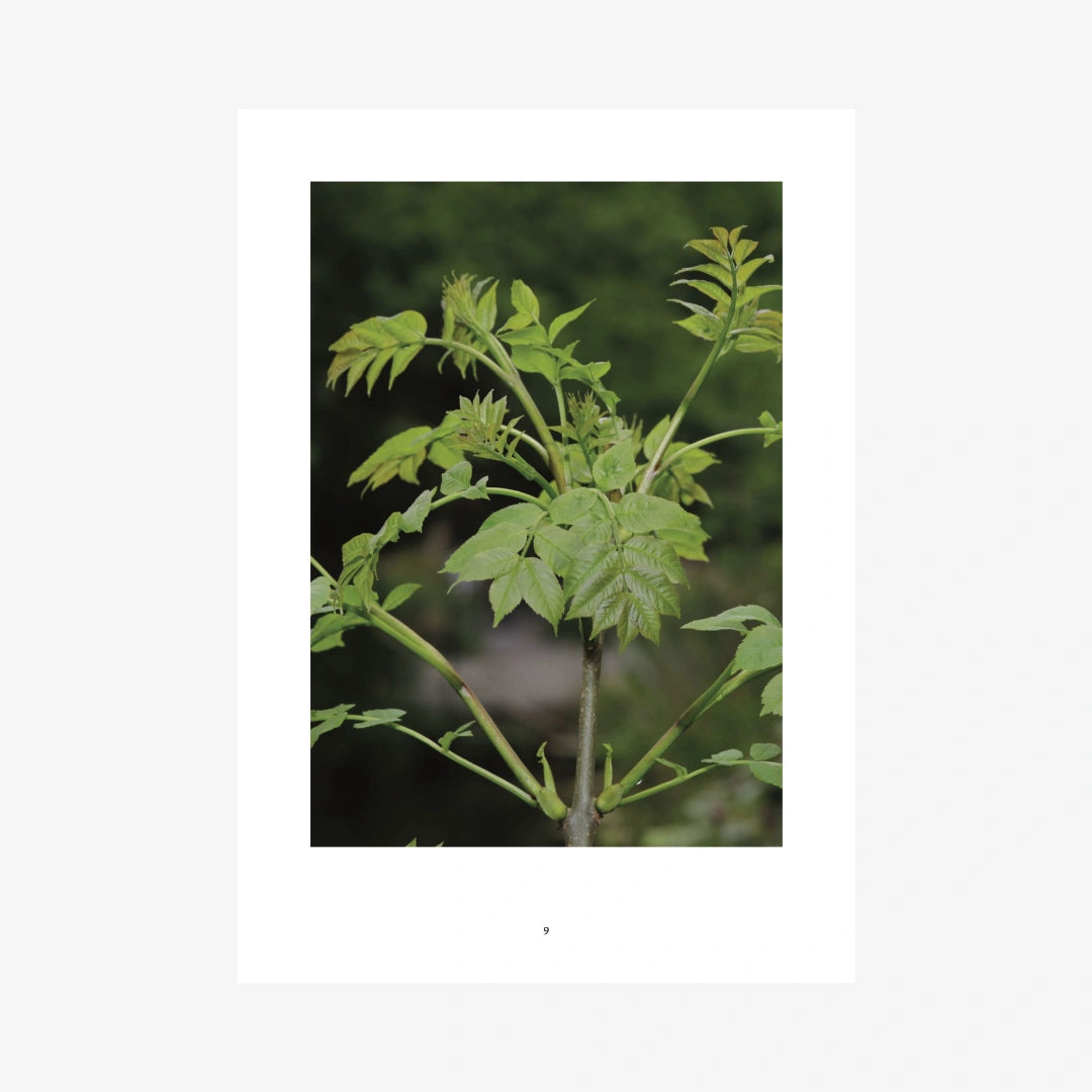 The Complete Tree and Shrub Notebook Collection